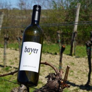 Gelber Muskateller 2025